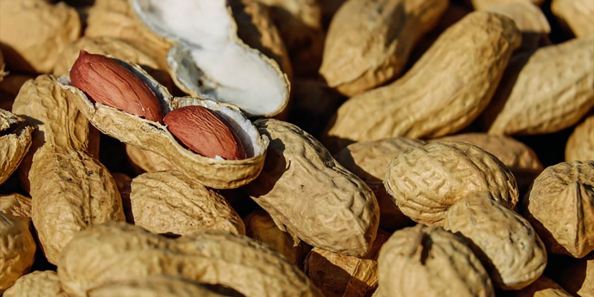 Ventura, 9 amminoacidi essenziali nelle arachidi